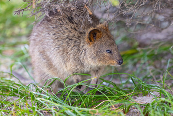 Close up of a Quokka, small marsupial macropod animal, located in natural habitat on Rottnest Island, western Australia