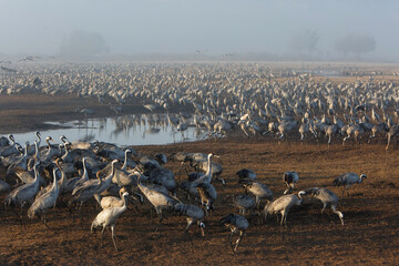 Feeding of the cranes at sunrise in the national Park Agamon of  Hula in Israel