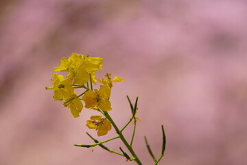 菜の花