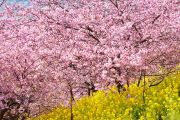 桜と菜の花