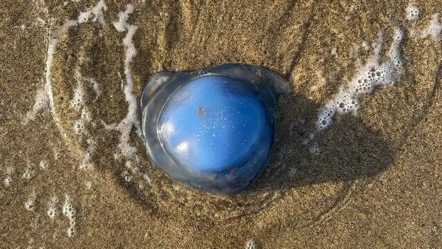 Jellyfish population drifting to the beach and losing their lives due to ecological, climatic and environmental reasons