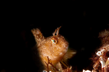 Blenny black background