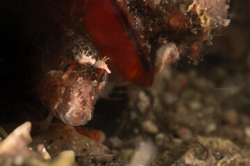 Blenny in Mussel Shell