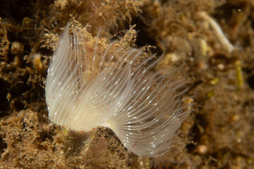 Serpula cf. vermicularis