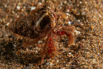 crab carrying its house on its back