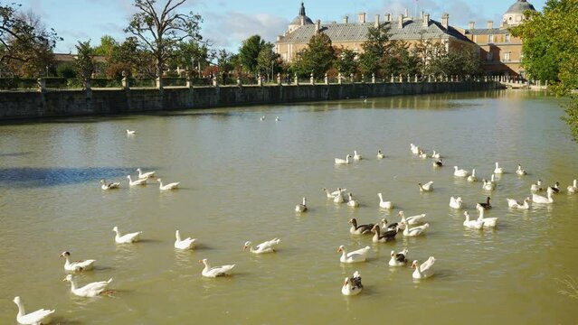 Tagus River with ducks in the resort town of Aranjuez next to the royal palace, Madrid.