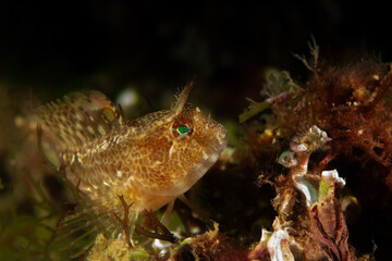 Posing Blenny