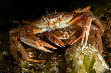 Crap protecting crap