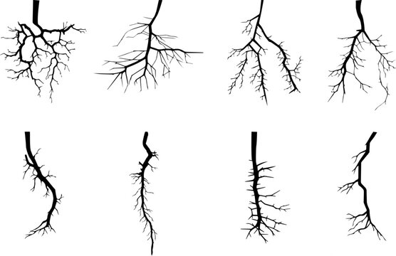 Set of plant root element vectors. Illustration design of taproot, and fibrous root or adventitious roots