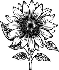 Hand-drawn Sunflower Botanical Garden Vintage Outline Icon