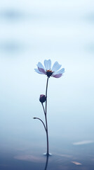 Fototapeta premium a single flower is in the water