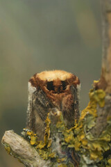 Vertical facial closeup on a Buff-tip moth, Phalera bucephala sitting on twig