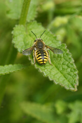 Fototapeta premium Dorsal view on a male wasp mimicking European, large, wool carder bee, Anthidium manicatum
