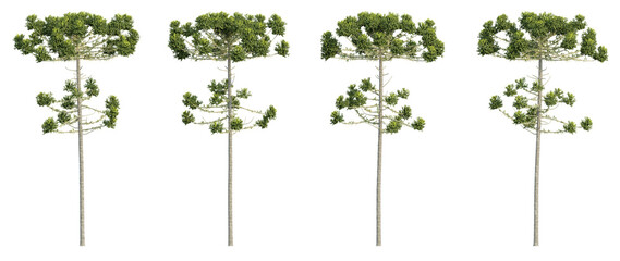 set of trees, 3D rendering, isolated on a transparent background. Perfect for illustration, digital composition, and architecture visualization