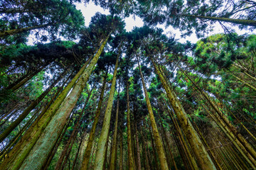 森の中、杉の大木を見上げ超広角レンズで撮影。六甲山の登山道で撮影。