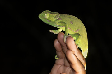 Während einer Nachsafari läßt der Guide ein Lappenchamäleon über die Hand laufen