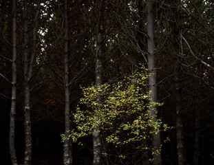 Small yellow tree growing in dark woods