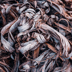 brown and dry leaves in the nature in autumn season