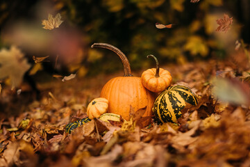 Group of pumpkins in fall leaves with autumn leaves falling down