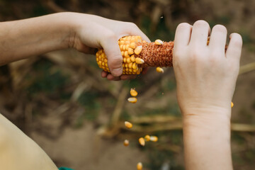 Close up of hands twisting corn off cob