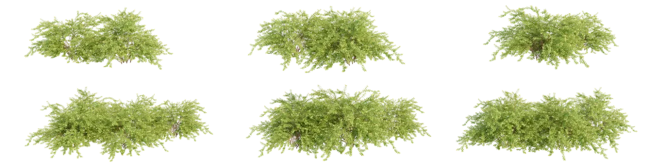 Foto op Aluminium set of bushes, 3D rendering, isolated on a transparent background. Perfect for illustration, digital composition, and architecture visualization © ANDRIBENKY