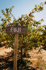 Apple orchard with Fuji sign labeling row