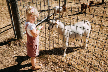 Little girl feeding goats at petting zoo during autumn
