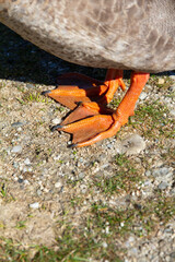 close-up image of orange duck feet