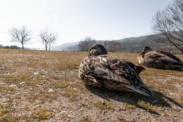 two brown ducks sitting on the grass with mountains in the background