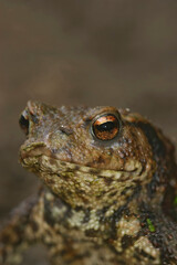 Vertical closeup on a female Common European toad, Bufo bufo, wi