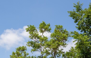 Green trees, blue sky and white clouds