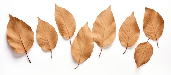 The isolated presentation of dry brown leaves on a white background showcases its textured shape - obrazy, fototapety, plakaty