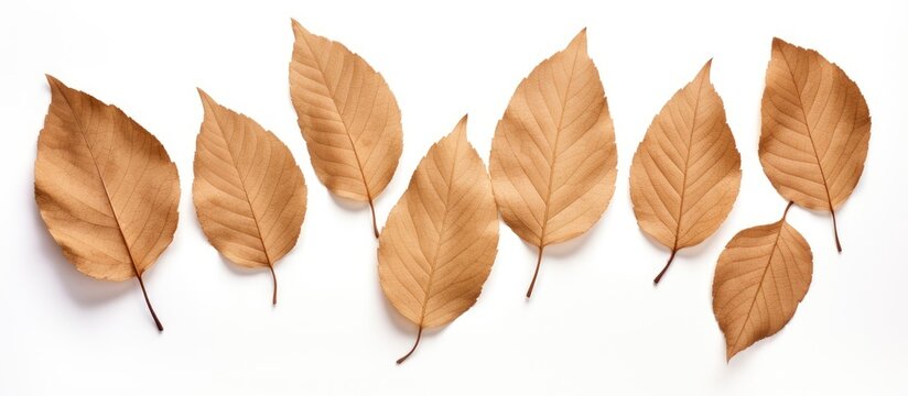 The isolated presentation of dry brown leaves on a white background showcases its textured shape