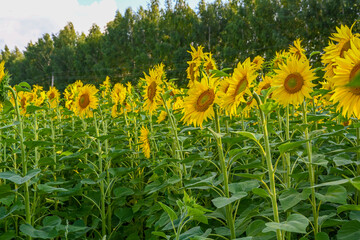 Beautiful sunflower in sunflowers field on summer with blue sky at Europe.