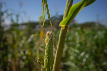 MASORCAS ELOTES