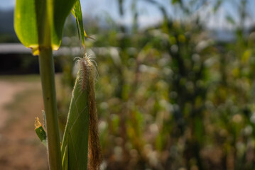 GUSANO PLAGA AGRICULTURA