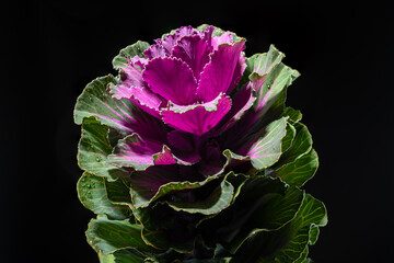 Dekorative brassica oleracea cabbage flower on black background