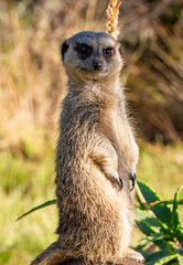 Meerkat lookout in Tenikwa Wildlife Rehabilitation and Awareness Centre, South Africa