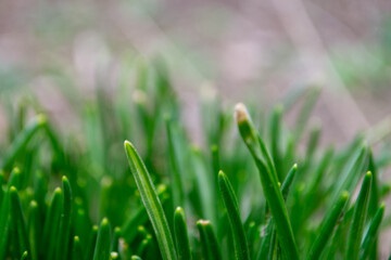 The grass is green and the grass is green