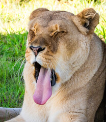 Female lion in Tenikwa Wildlife Rehabilitation and Awareness Centre in Plettenberg Bay, South Africa