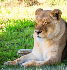 Female lion in Tenikwa Wildlife Rehabilitation and Awareness Centre in Plettenberg Bay, South Africa