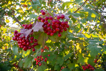 Berries. Fresh appetizing delicious healthy aromatic varietal viburnum. Healthy eating.