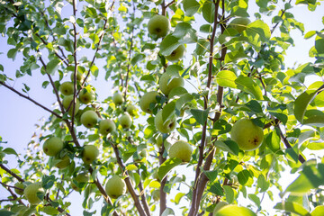 Large ripe varietal pears are ripe on the garden plot. Fruit. 