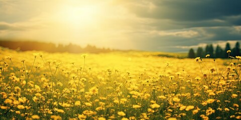 Fototapeta premium Sunlit meadows. Embracing beauty of nature summer landscape. Sunny horizons. Exploring vibrant flora and scenic beauty