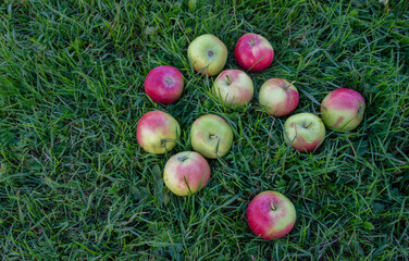 Fototapeta na wymiar Delicious ripe varietal apples are ripe on the garden plot. Fruit.