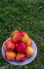 Juicy ripe delicious nectarines on the grass.