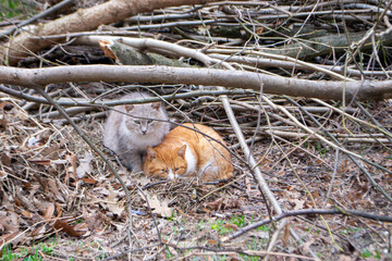Two cats are sitting in a pile of branches, one of which is orange and the other is orange.