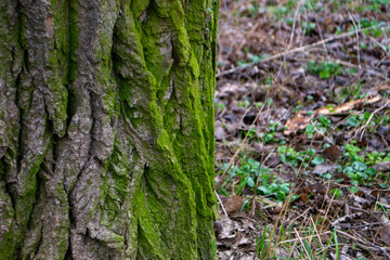 A tree trunk with moss on it and a sky background