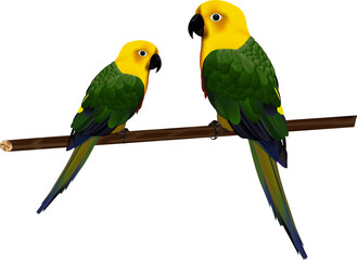 two parrots on white background