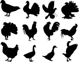 set of chicken silhouette design - obrazy, fototapety, plakaty